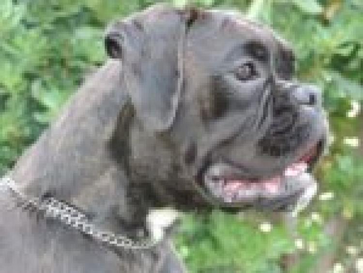 Boxer.  Ch. Eden De Los Jereles.