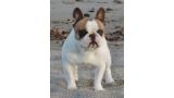 Bulldog Francés.  Ch. Garance Des Bouilles De La Garonne.