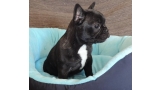 Bulldog Francés.