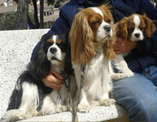 Cavalier King Charles Spaniel.