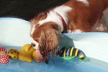 Cavalier King Charles Spaniel.