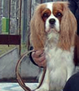Cavalier King Charles Spaniel.  Ch. HITCHCOCK TIK HERKUS.