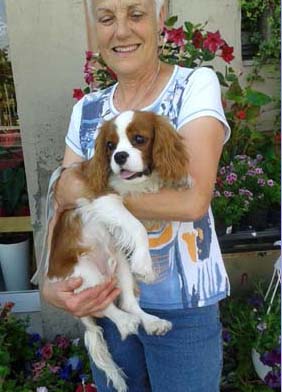 Cavalier King Charles Spaniel.  Ch. HITCHCOCK TIK HERKUS.