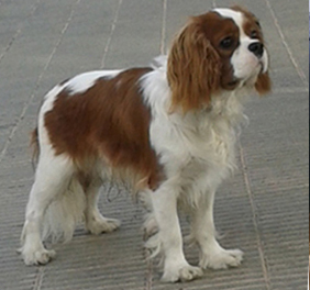 Cavalier King Charles Spaniel.  Ch. HITCHCOCK TIK HERKUS.