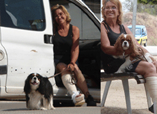 Cavalier King Charles Spaniel.  Ch. Anna Ozkydom.