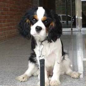 Cavalier King Charles Spaniel.  Ch. Be Blessed Ozekydom.