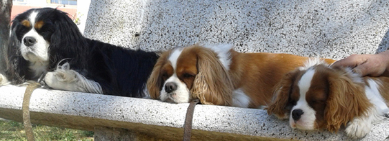 Cavalier King Charles Spaniel.