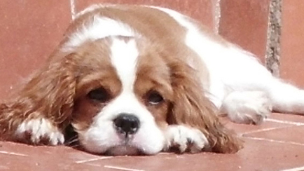 Cavalier King Charles Spaniel.  Ch. Anna Ozkydom.