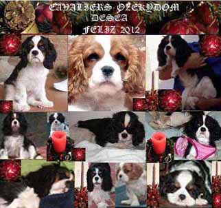 Cavalier King Charles Spaniel.