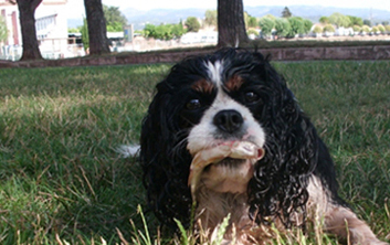 Cavalier King Charles Spaniel.  Ch. LIANE´S MY SWEETHEART. Cavalier King Charles Spaniel.  Ch. LIANE´S MY SWEETHEART.