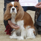 Cavalier King Charles Spaniel.  Ch. Anna Ozkydom.