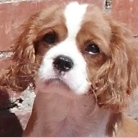 Cavalier King Charles Spaniel. Ch. Anna Ozkydom. Cavalier King Charles Spaniel. Ch. Anna Ozkydom.