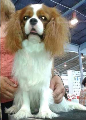 Cavalier King Charles Spaniel.  Ch. HITCHCOCK TIK HERKUS.