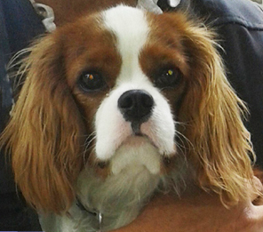 Cavalier King Charles Spaniel.  Ch. HITCHCOCK TIK HERKUS.