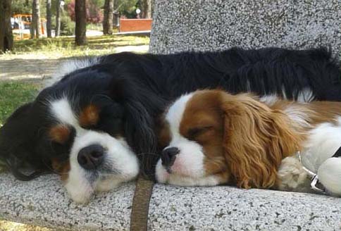 Cavalier King Charles Spaniel.  Ch. HITCHCOCK TIK HERKUS.