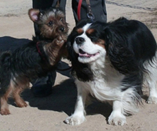 Cavalier King Charles Spaniel.
