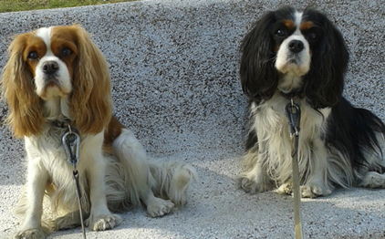 Cavalier King Charles Spaniel.  Ch. LIANE´S MY SWEETHEART.