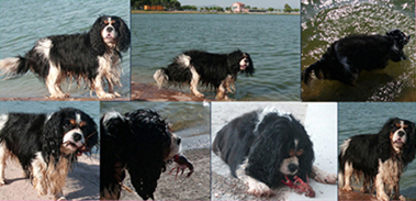 Cavalier King Charles Spaniel.