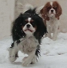 Cavalier King Charles Spaniel.  Ch. LIANE´S MY SWEETHEART.