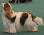 Cavalier King Charles Spaniel.  Ch. HITCHCOCK TIK HERKUS.