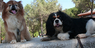 Cavalier King Charles Spaniel.