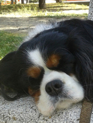 Cavalier King Charles Spaniel.  Ch. LIANE´S MY SWEETHEART.