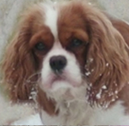 Cavalier King Charles Spaniel.  Ch. Anna Ozkydom.