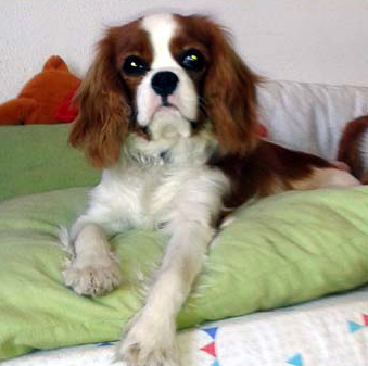 Cavalier King Charles Spaniel.  Ch. HITCHCOCK TIK HERKUS.