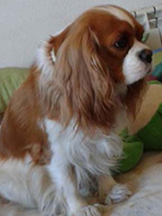 Cavalier King Charles Spaniel.