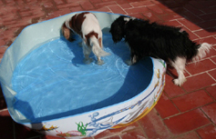 Cavalier King Charles Spaniel.