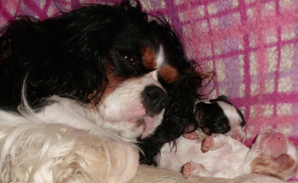 Cavalier King Charles Spaniel. Camada B.