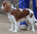 Cavalier King Charles Spaniel.