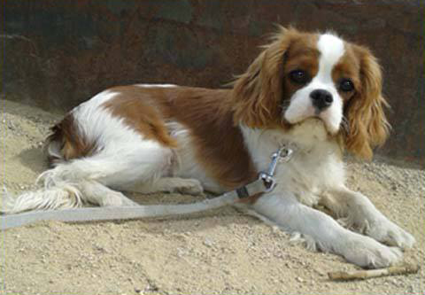 Cavalier King Charles Spaniel.  Ch. HITCHCOCK TIK HERKUS.
