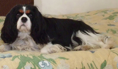 Cavalier King Charles Spaniel.  Ch. LIANE´S MY SWEETHEART.