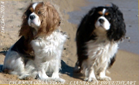 Cavalier King Charles Spaniel.
