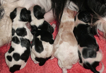 Cavalier King Charles Spaniel. Camada A.