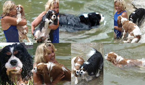 Cavalier King Charles Spaniel.