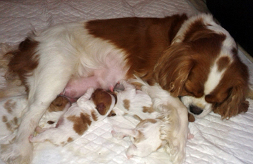 Cavalier King Charles Spaniel.  Ch. Anna Ozkydom.