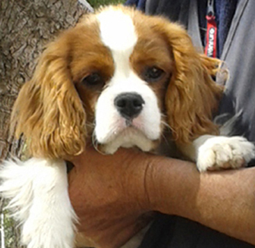Cavalier King Charles Spaniel.  Ch. HITCHCOCK TIK HERKUS.