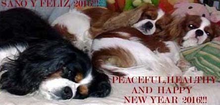 Cavalier King Charles Spaniel.