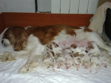 Cavalier King Charles Spaniel. Camada 2016.