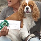 Cavalier King Charles Spaniel.  Ch. Anna Ozkydom.