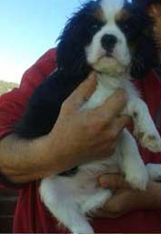 Cavalier King Charles Spaniel.  Ch. Be Blessed Ozekydom.