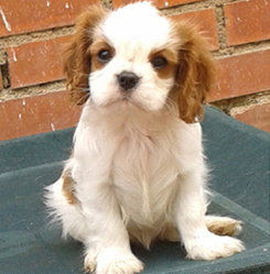 Cavalier King Charles Spaniel.  Ch. Be My Angel.