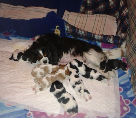Cavalier King Charles Spaniel. Camada 2015.