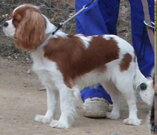Cavalier King Charles Spaniel.  Ch. Anna Ozkydom.