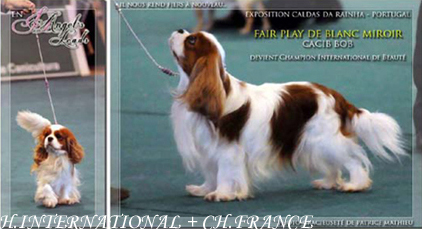 Cavalier King Charles Spaniel.  Ch. Fair Play De Blanc Miroir.