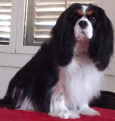 Cavalier King Charles Spaniel.  Ch. LIANE´S MY SWEETHEART.