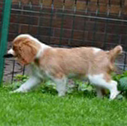 Cavalier King Charles Spaniel.