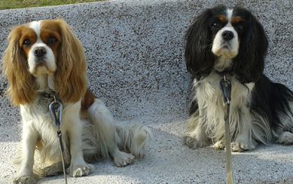 Cavalier King Charles Spaniel.